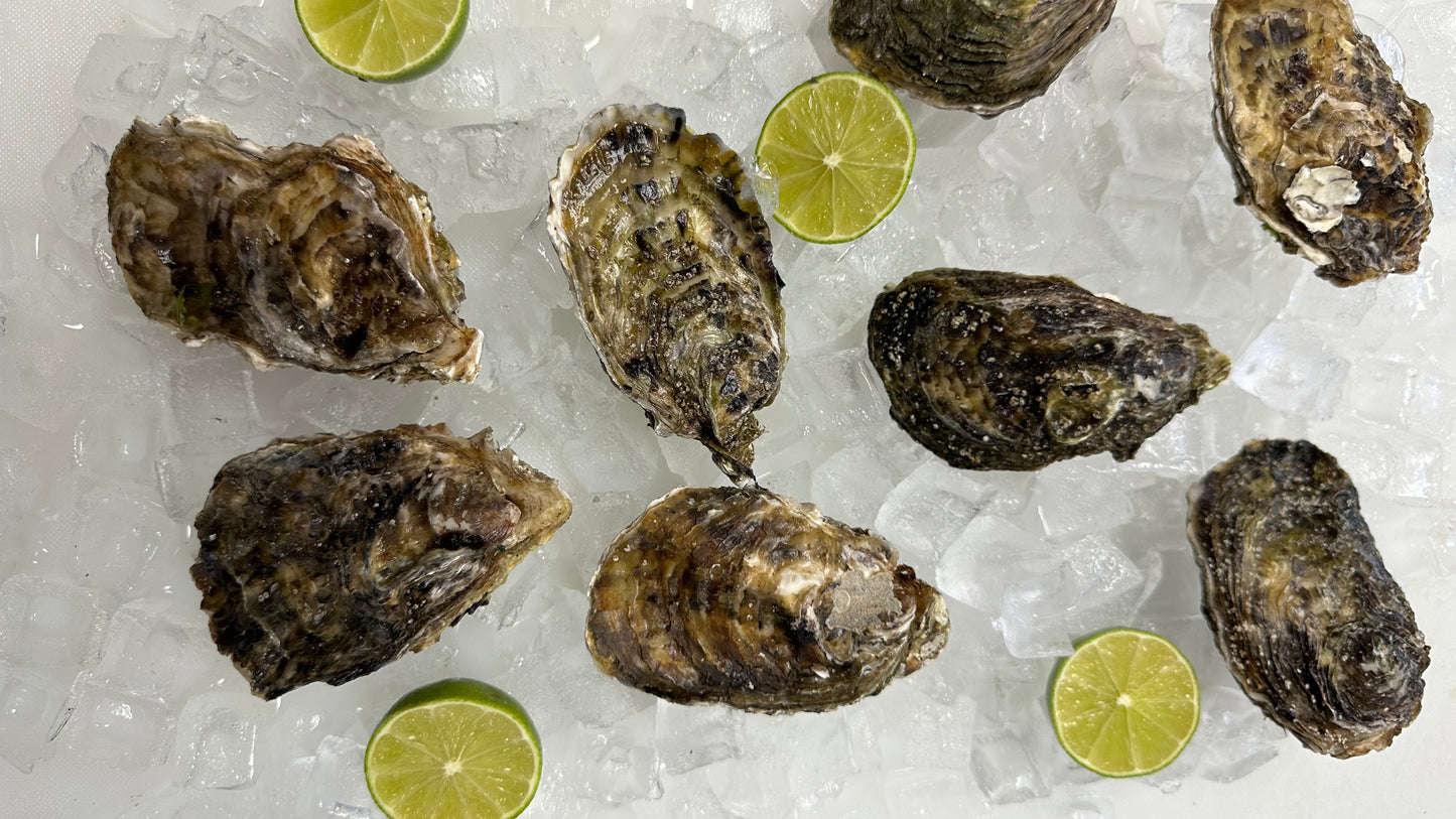 Pacific Oysters, each