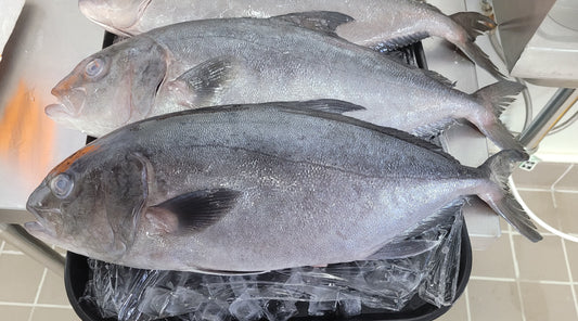 Fresh King Kampachi Fish, 2-4lb, per lb