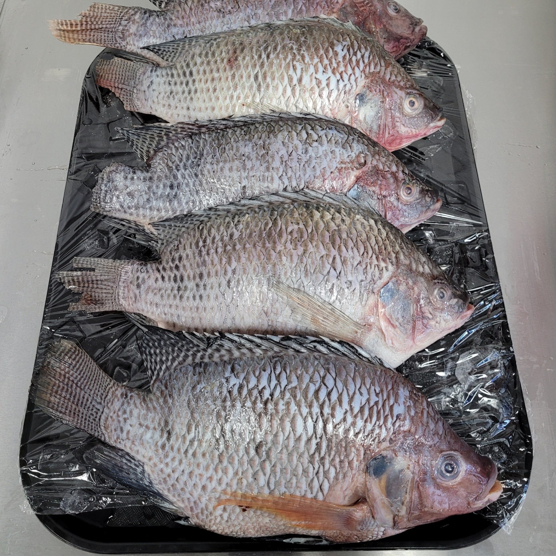 Frozen Whole Gutted Scaled Tilapia 550-750, per lb – citrusvalleyseafood