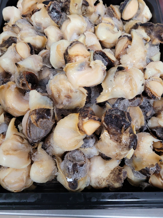 Top Shell Sea Snail Meat (Caracol Chino), Wild Caught, Frozen, per lb