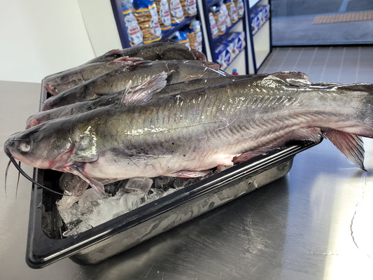 Whole Fresh, Catfish Gutted, USA, per lb